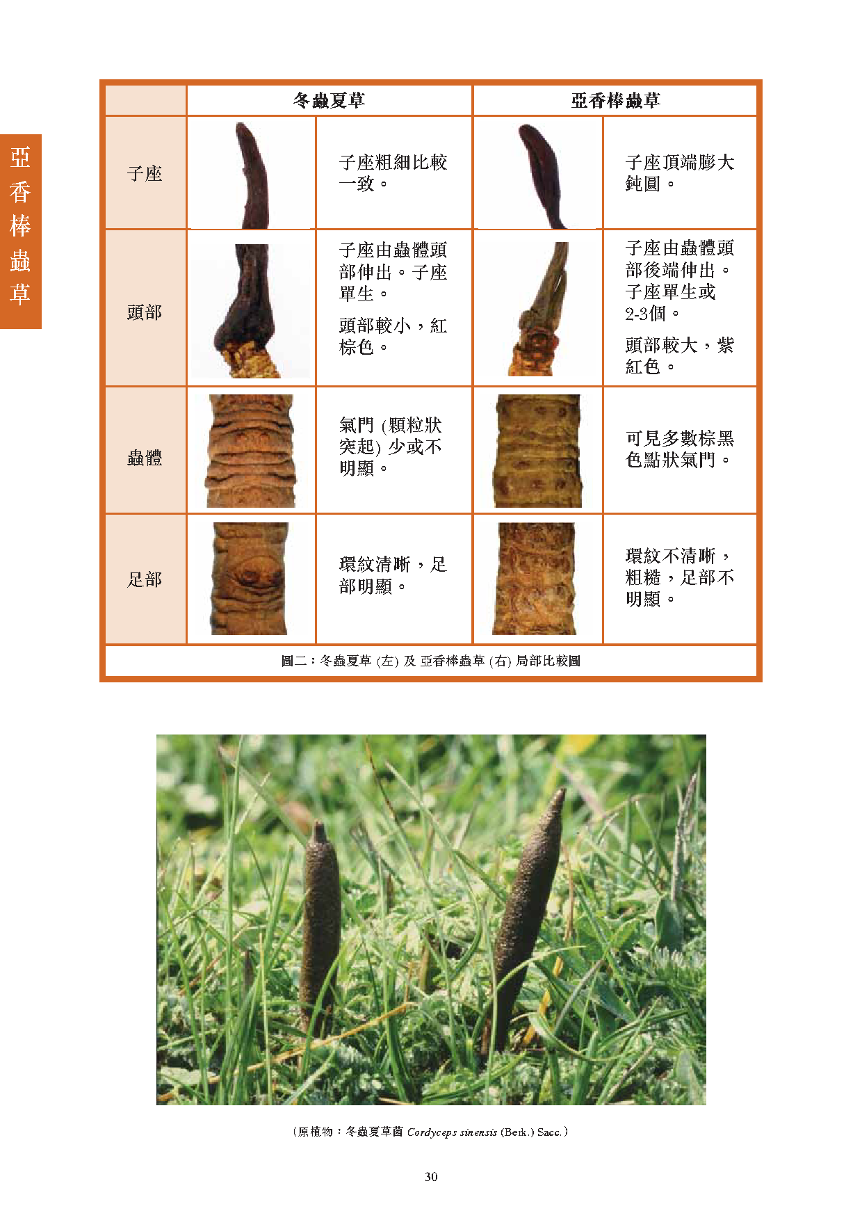 此圖片展示《曾與香港不良事件有關的中藥材參考資料》刊物的第30頁