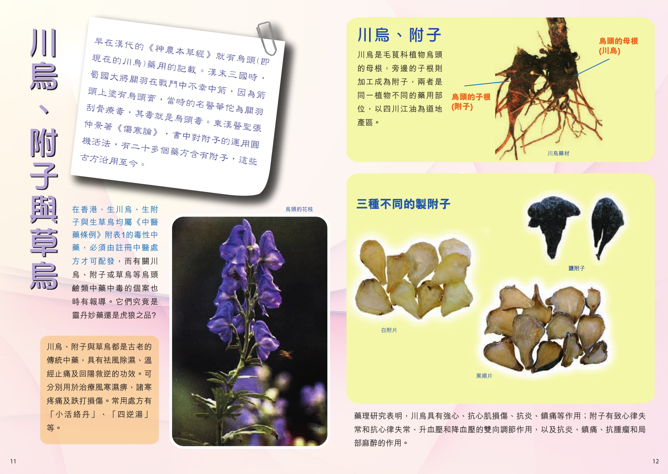 此圖片展示《中藥趣談II》刊物的第11至12頁