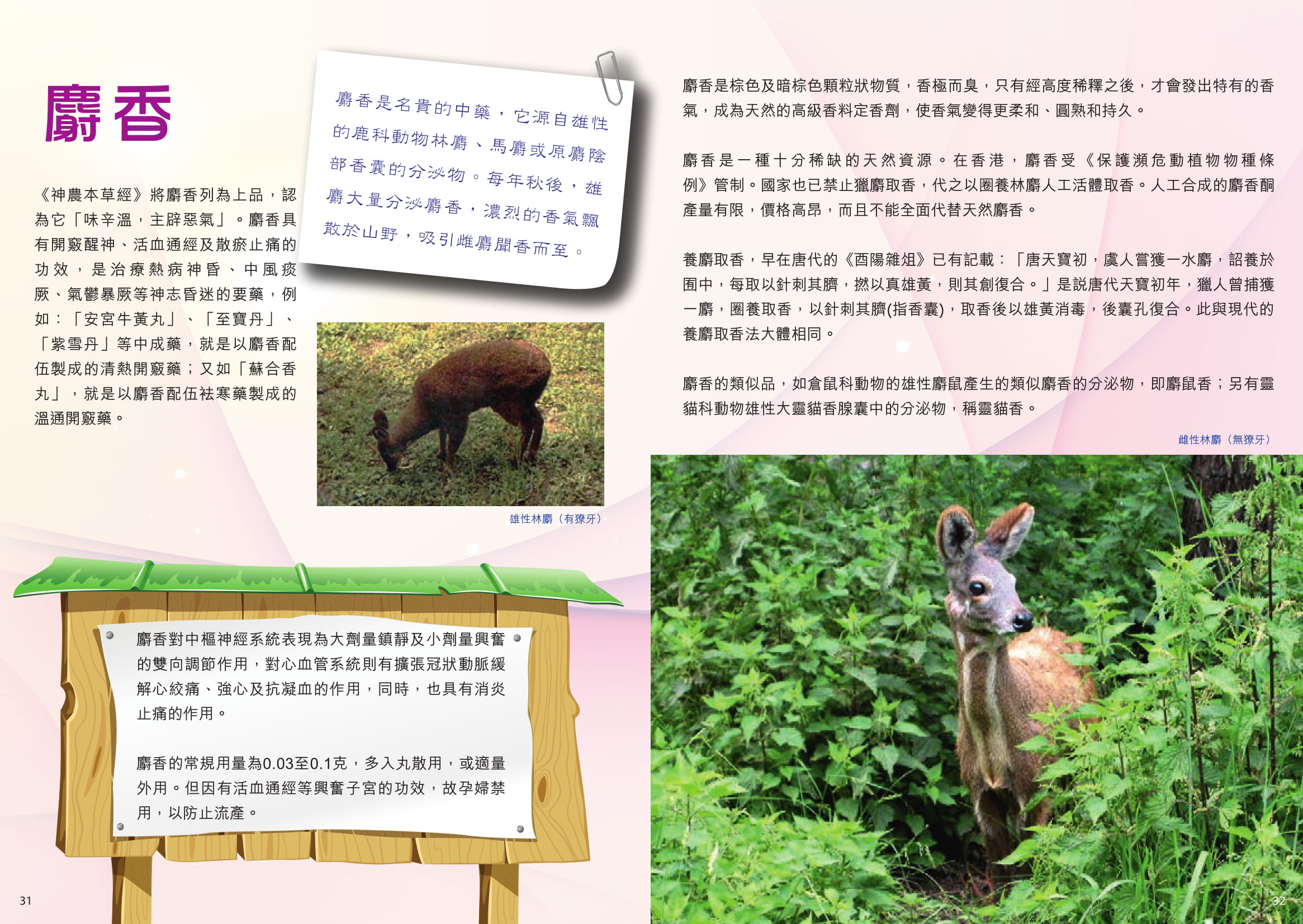 此圖片展示《中藥趣談II》刊物的第31至32頁