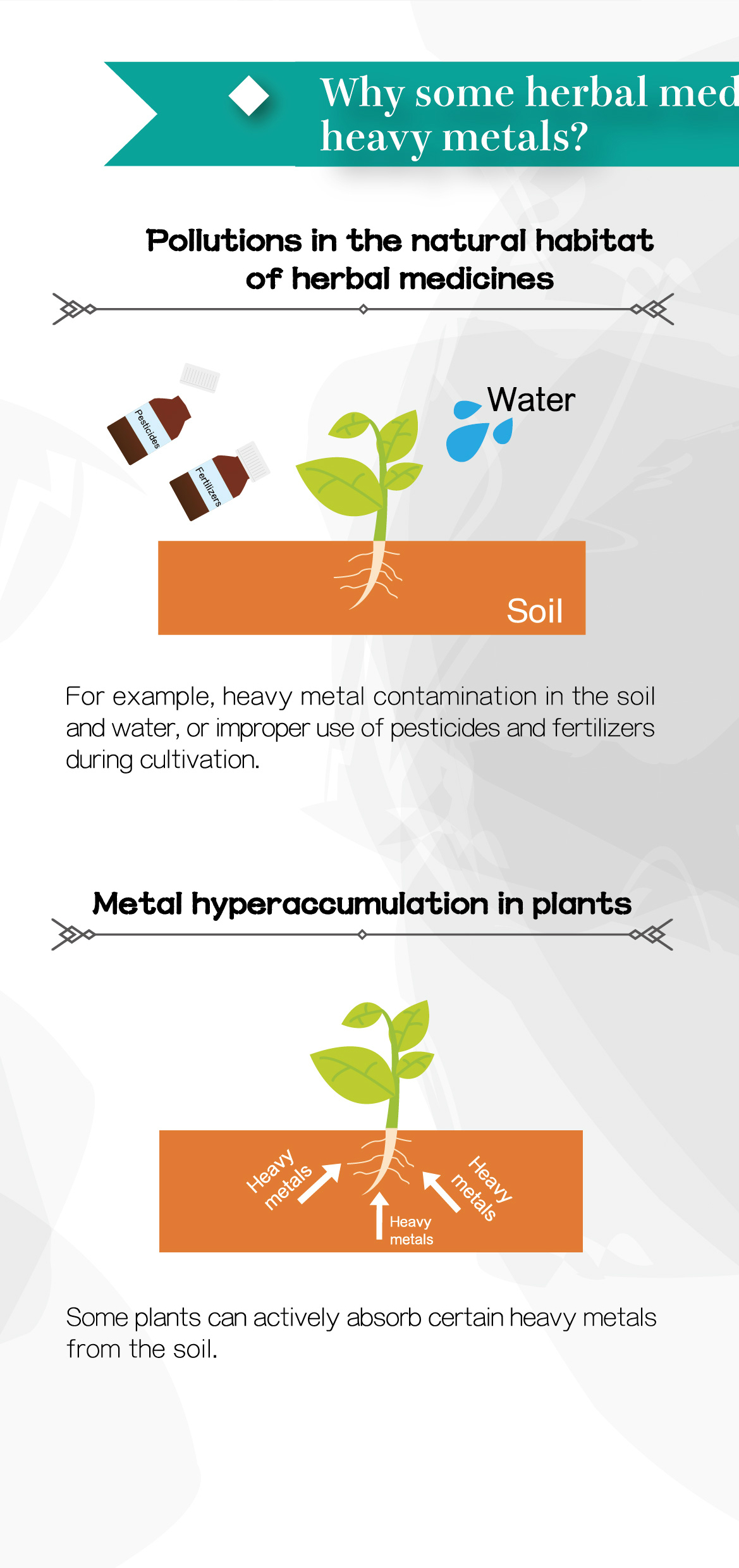 This picture demonstrates page 3 of the pamphlet entitled "Herbal Medicines and Heavy Metals"