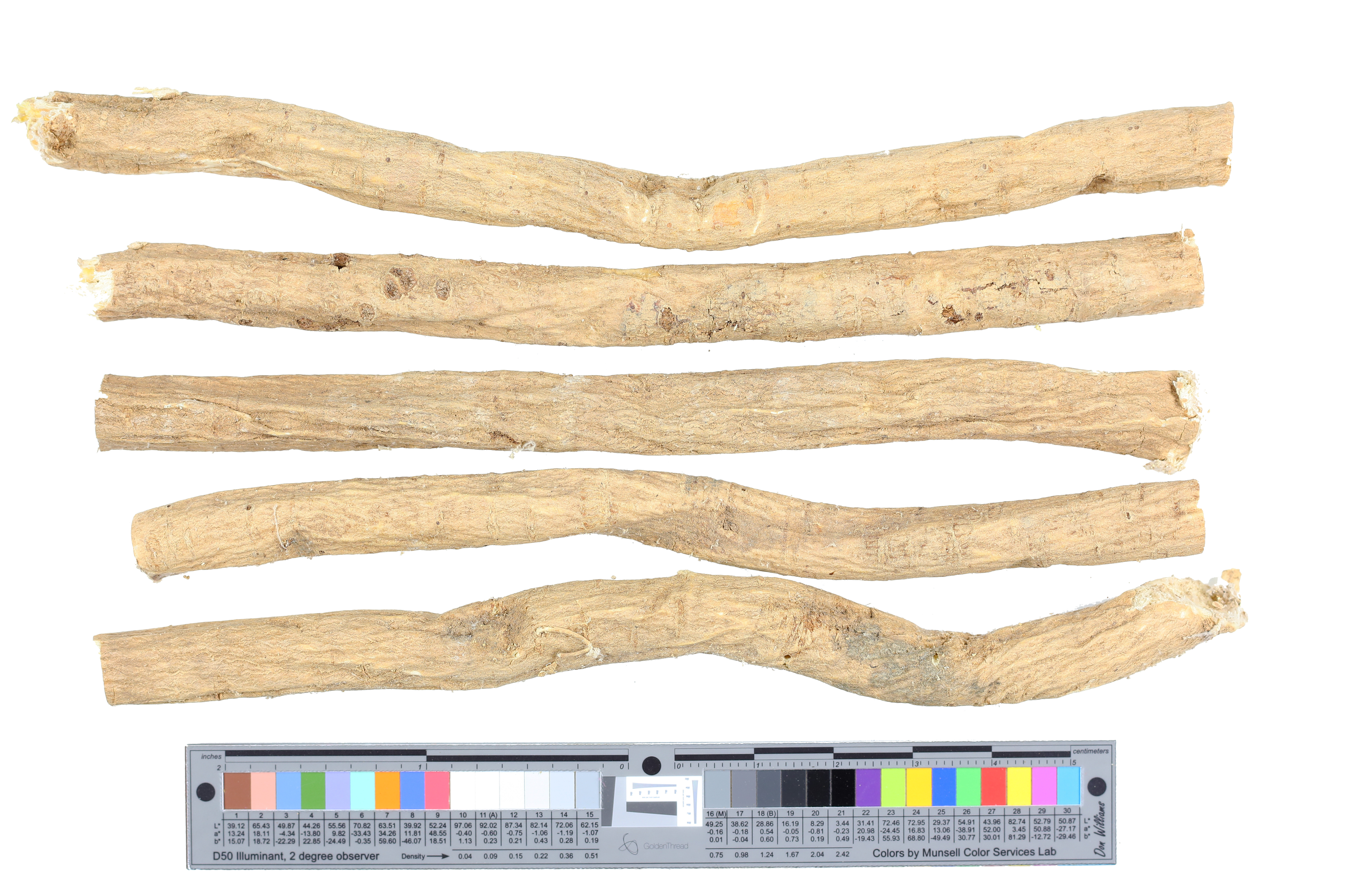 Imej botani rujukan bagi Radix Astragalus membranaceus