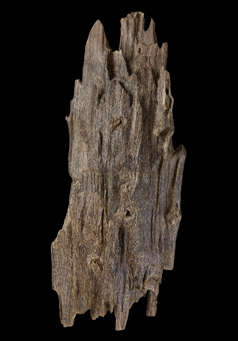 Agarwood specimen displayed in Chinese Medicines Herbarium