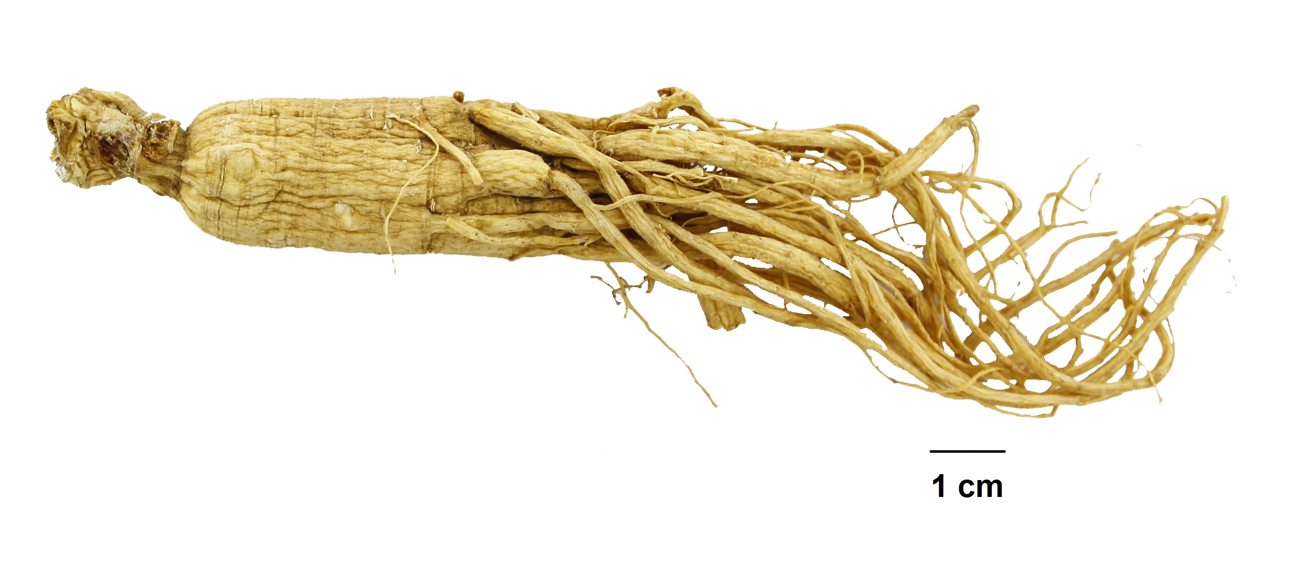 Ginseng Radix (Guan medicinal materials)