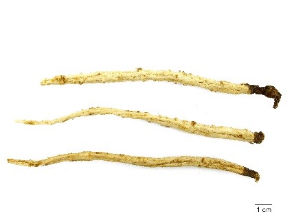 北沙参(北药) 北沙参(北药)