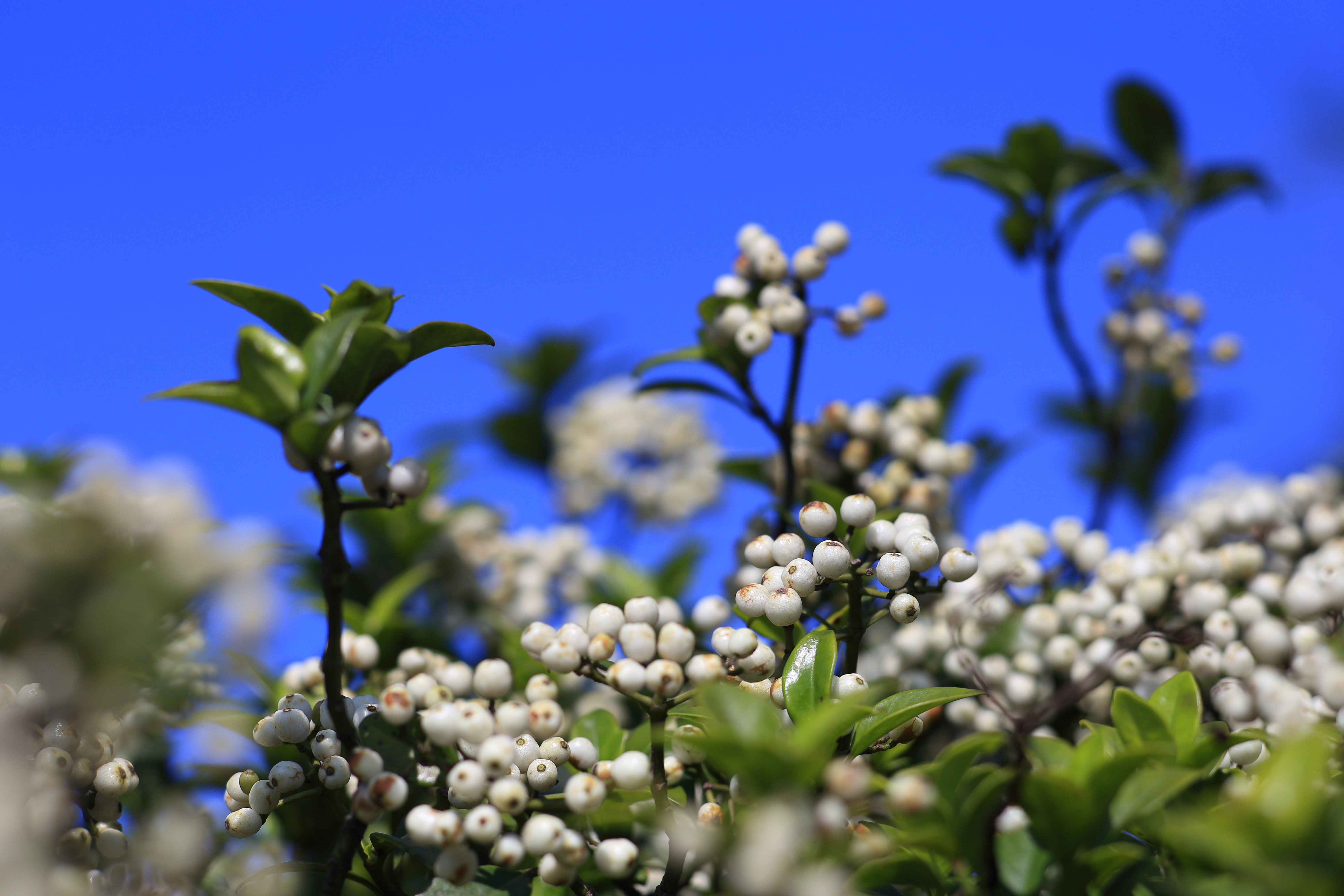 Medicinal herb in Hong Kong's countryside