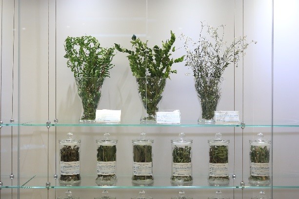 嶺南草藥展區 嶺南草藥展區