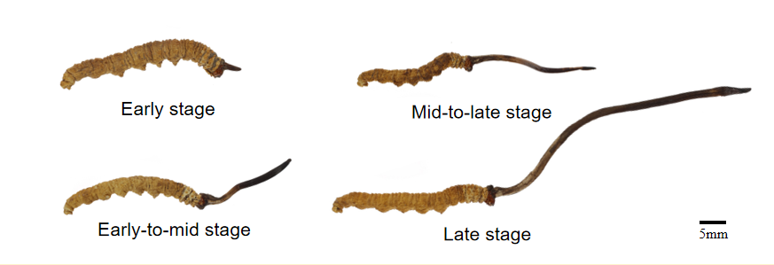 Cordyceps specimens of different growth stages