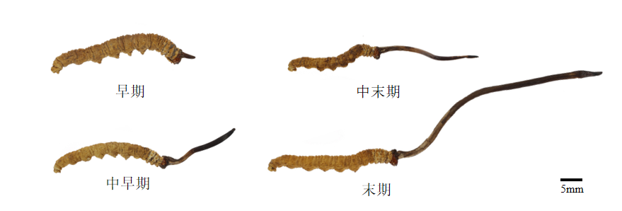不同的生长阶段的冬虫夏草标本 不同的生长阶段的冬虫夏草标本