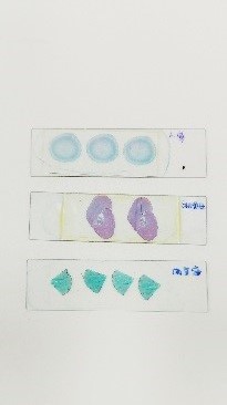 藥材標本以及對應的顯微組織切片