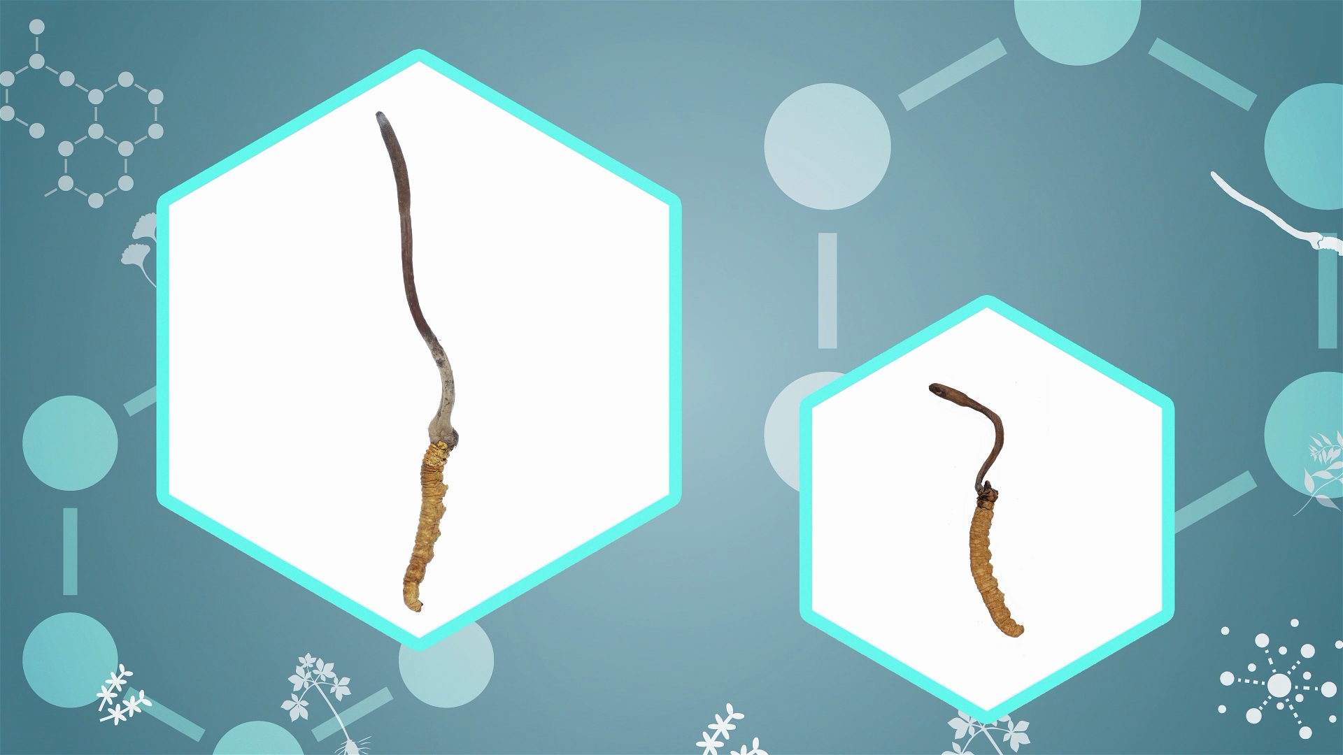 Cordyceps versus Cordyceps Hawkesii