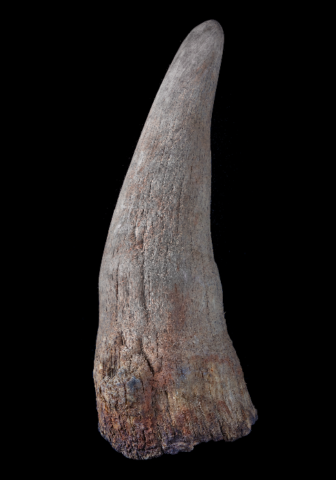 Rhinoceros horn