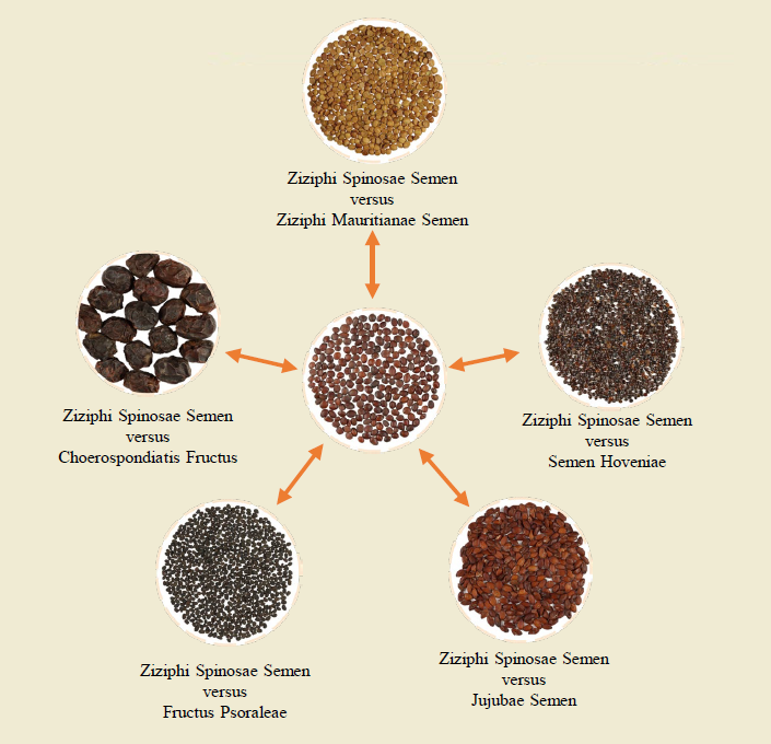 Study on the Identification of Ziziphi Spinosae Semen and Its Commonly Confused Species