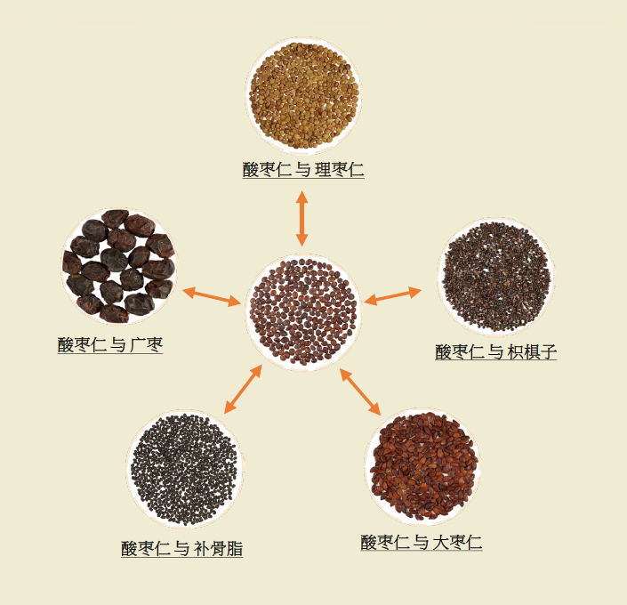 酸枣仁及其常见混淆品性状及显微鉴别研究