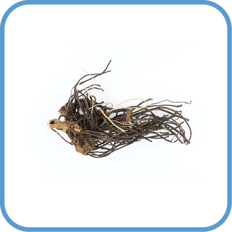 Radix Clematidis (Clematis manshurica)