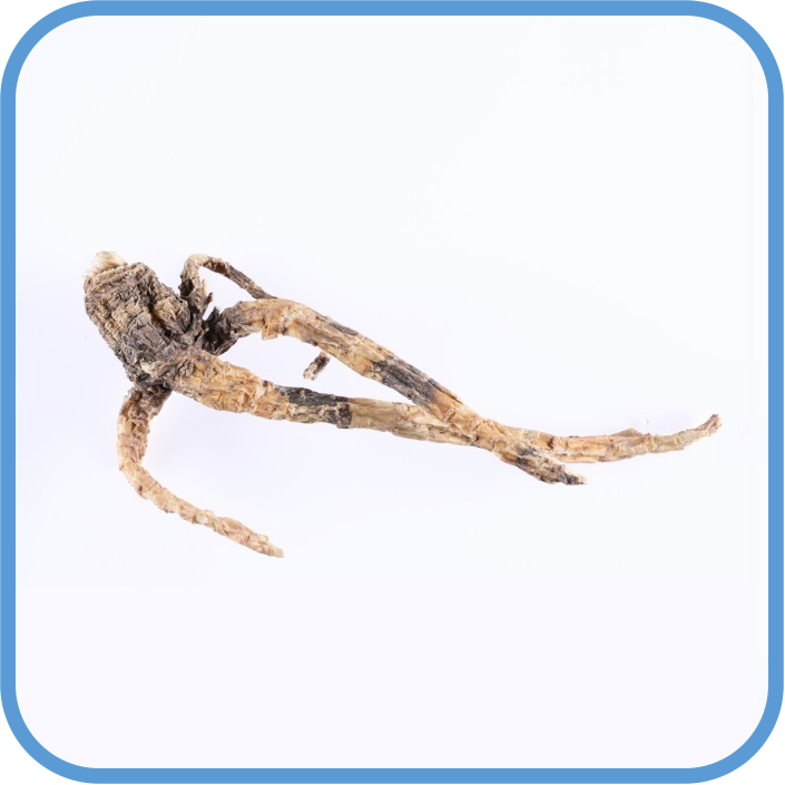 Radix Peucedani (Peucedanum praeruptorum)