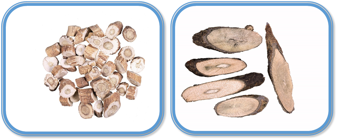 Radix Isatidis versus Rhizoma et Radix Baphicacanthis Cusiae