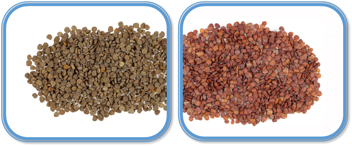 Unprocessed Semen Hyoscyami versus Semen Hygrophilae Salicifoliae