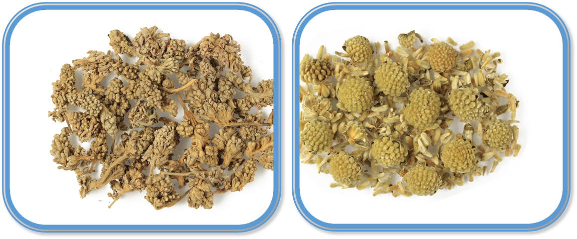 Flos Buddlejae versus Flos Edgeworthiae Chrysanthae