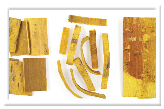 Phellodendri Chinensis Cortex​