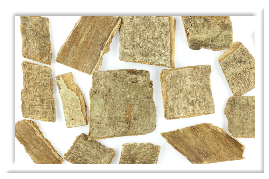 Cortex Schefflerae Octophyllae​