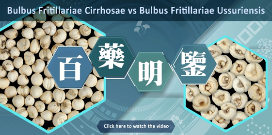 Key Identification Features of Bulbus Fritillariae Cirrhosae vs Bulbus Fritillariae Ussuriensis 
