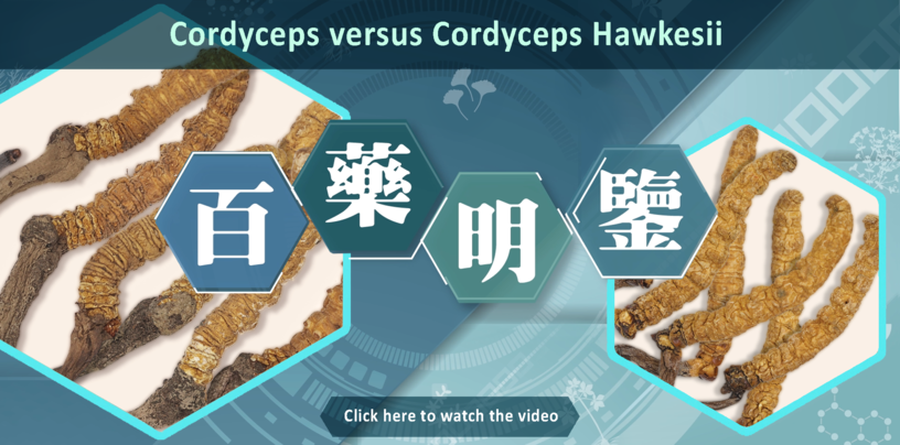 Key Identification Features of Cordyceps and Cordyceps Hawkesii