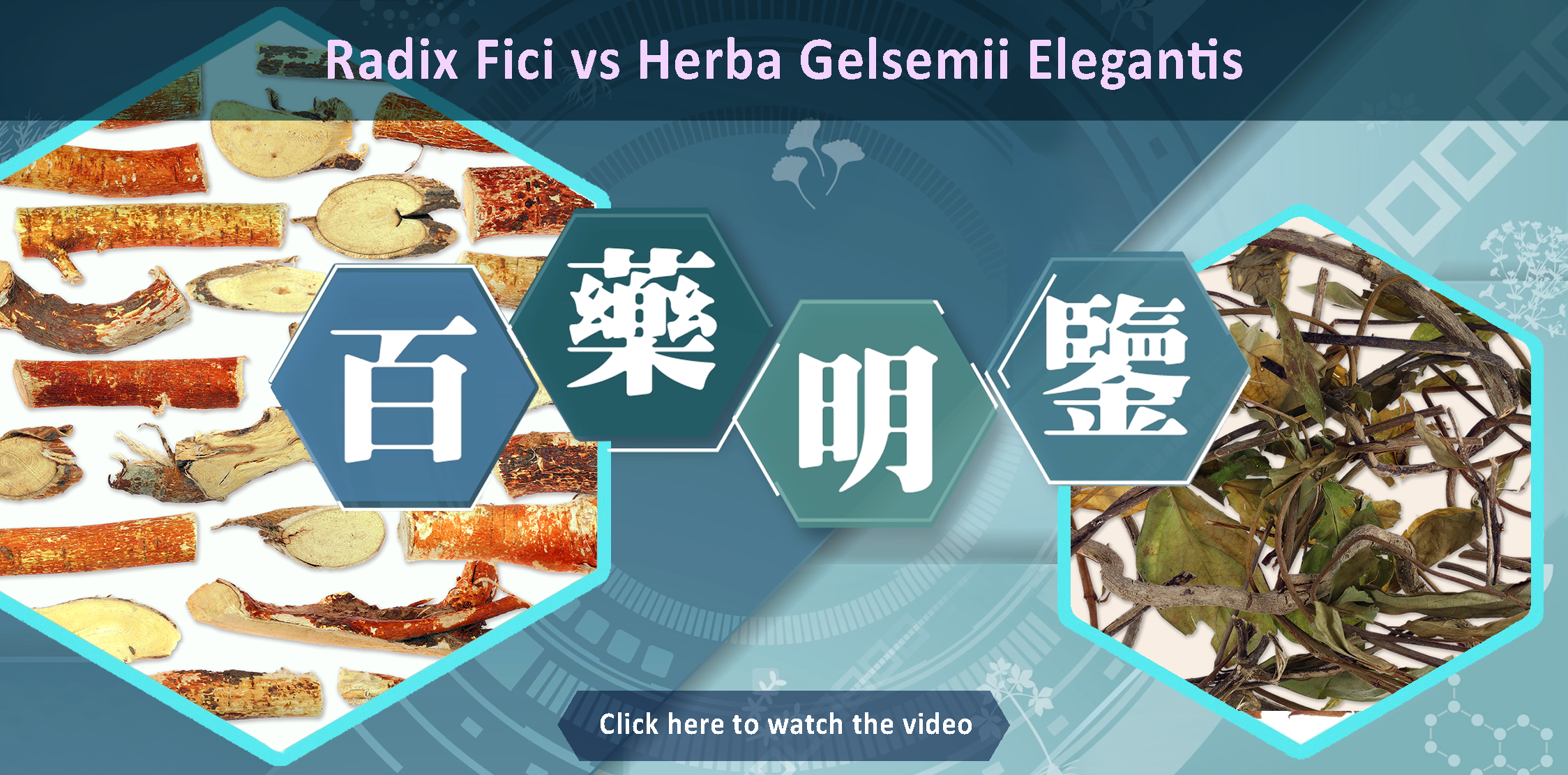 Key Identification Features of Radix Fici vs Herba Gelsemii Elegantis